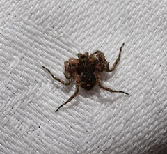 Stephanopis carcinoides