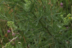 Jacobaea erucifolia
