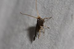 Lecithocera terrigena