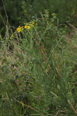 Jacobaea erucifolia