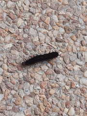 Lepidoptera