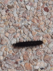 Lepidoptera