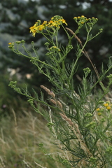 Jacobaea erucifolia