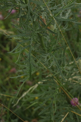 Jacobaea erucifolia