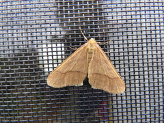 Erannis tiliaria