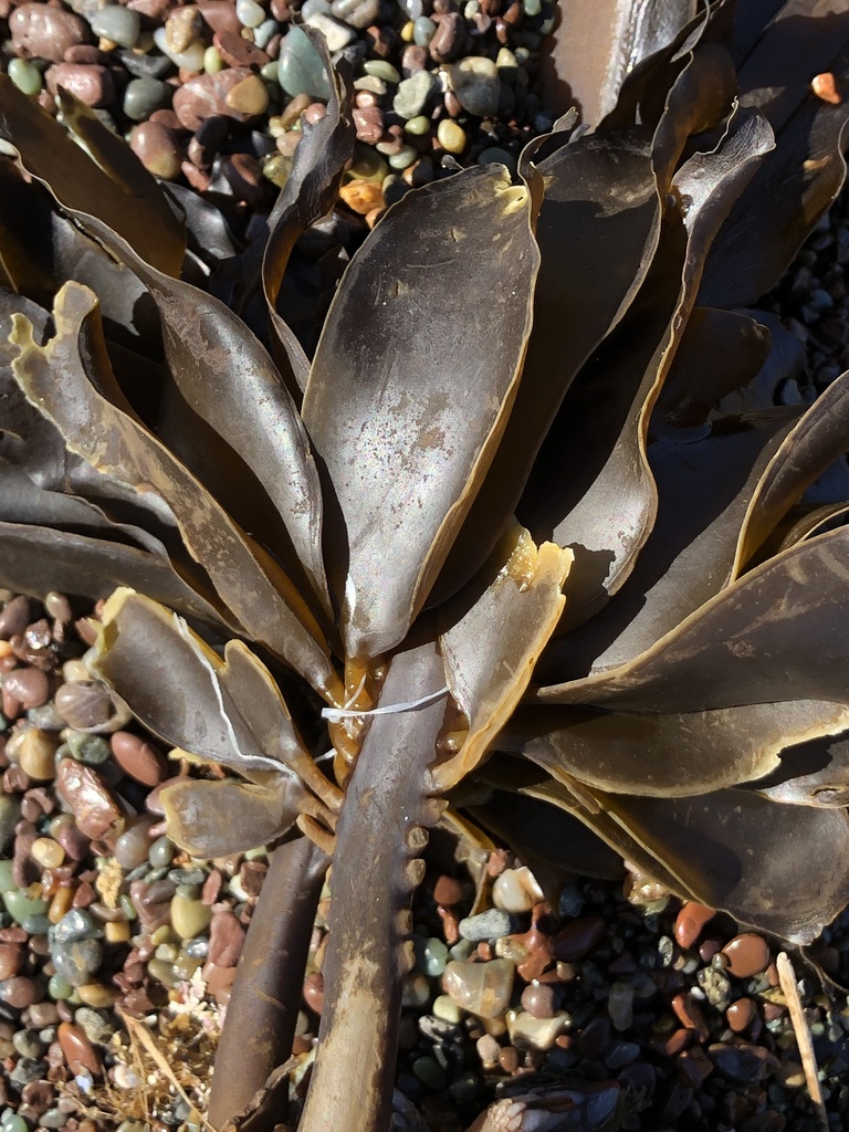 Photo of a winged kelp