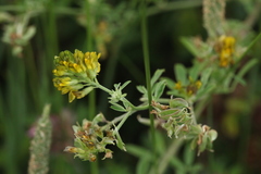 Medicago falcata