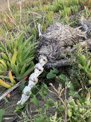 Pelecanus occidentalis