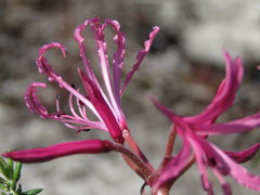 Nerine