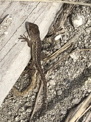 Sceloporus horridus oligoporus