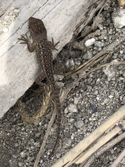 Sceloporus horridus oligoporus