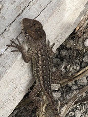 Sceloporus horridus oligoporus