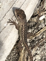Sceloporus horridus oligoporus