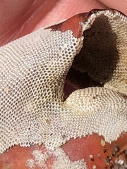 Jellyella tuberculata