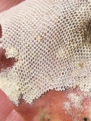 Jellyella tuberculata