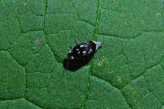 Coleoptera