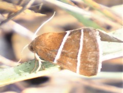 Argyrostrotis quadrifilaris