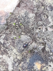 Astylus aulicus