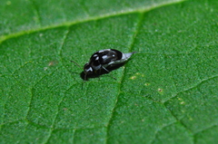 Coleoptera