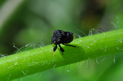 Membracidae