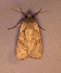 Lithophane antennata