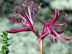 Nerine