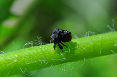 Membracidae