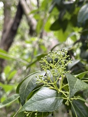 Amyris elemifera