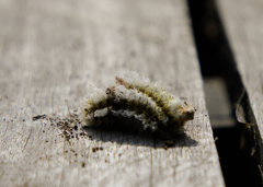 Megalopyge defoliata
