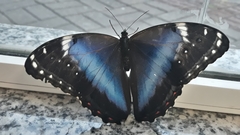 Morpho helenor achillides