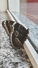 Morpho helenor achillides
