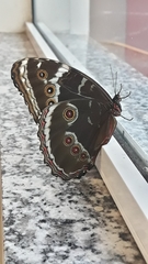 Morpho helenor achillides