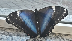 Morpho helenor achillides