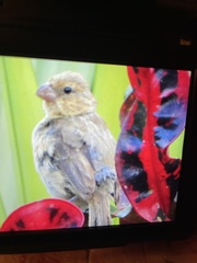 Sporophila morelleti