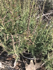 Ambrosia artemisiifolia