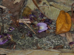 Pueraria montana lobata