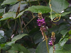 Pueraria montana lobata