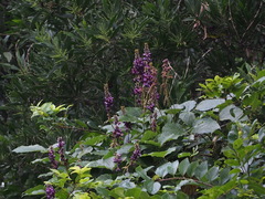 Pueraria montana lobata