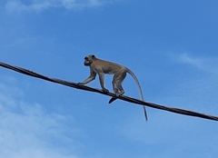 Macaca fascicularis