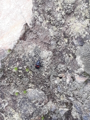 Astylus aulicus