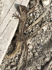 Sceloporus horridus oligoporus