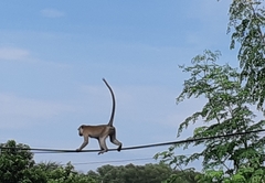 Macaca fascicularis