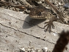 Sceloporus horridus oligoporus