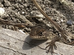 Sceloporus horridus oligoporus