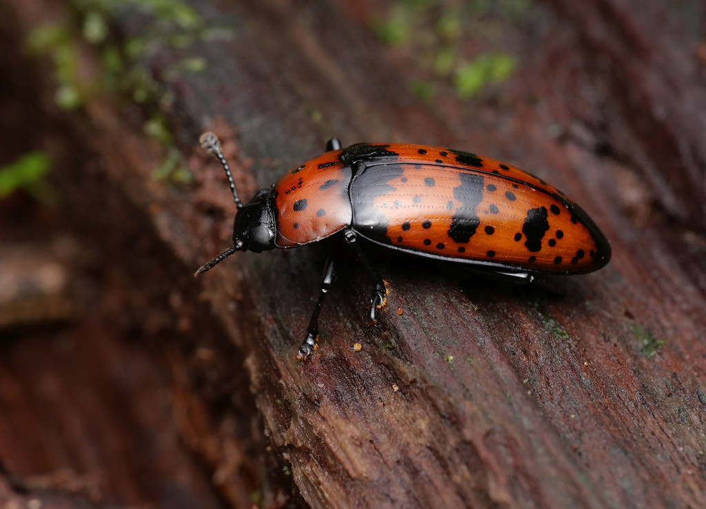 Pselaphacus ducalis