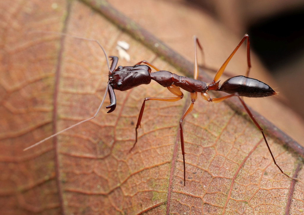 Odontomachus mormo