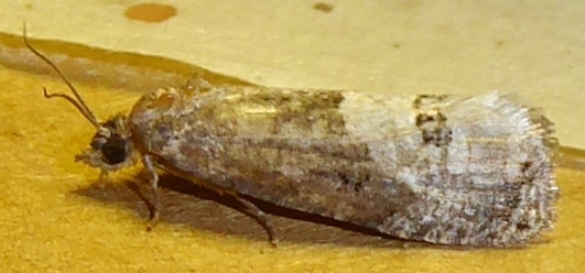 Ecdytolopha coloradana
