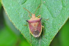 Diceraeus melacanthus