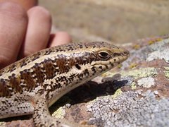 Heremites auratus