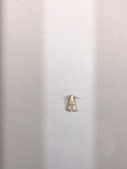 Cacozelia basiochrealis